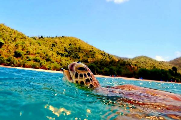 Sea turtle swimming in crystal-clear turquoise water off the coast of St. Thomas, U.S. Virgin Islands, with its head above the surface near a sandy beach and green hills under a bright blue sky.