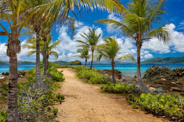 Row of palm trees, Pretty Klip Point, Sapphire Beach, St Thomas