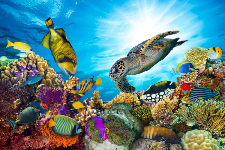 colorful coral reef with many fishes and sea turtle